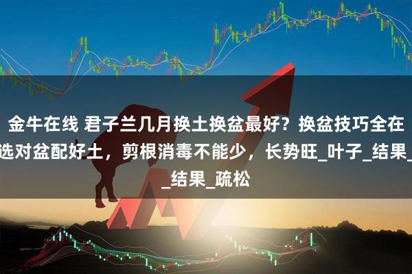 金牛在线 君子兰几月换土换盆最好？换盆技巧全在这，选对盆配好土，剪根消毒不能少，长势旺_叶子_结果_疏松